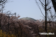 [M포토] 봄꽃 속에 잠자는 국회…깨어나는 날 밝았다