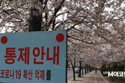 [M포토] '거짓말 같은 4월의 첫날' 만개한 벚꽃
