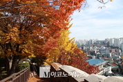 [M포토] 단풍 가을! 남산공원 만추(晩秋)를 즐기다
