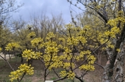 [M포토] '봄이 왔어요~' 노란 산수유꽃 활짝
