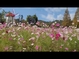 [M영상] 김해가야테마파크에 만개한 분홍빛 코스모스