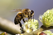 지난해 사라진 꿀벌만 78억마리…정부 공동대응 나선다