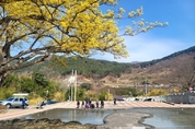 노란 산수유 꽃 보러 전남 ‘구례’로 오세요!