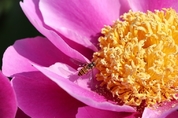 [M포토] 꽃향기에 취한 꿀벌