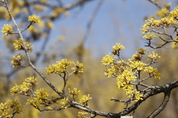 「M포토」 노란 산수유꽃이 화사하게 핀 구례의 봄
