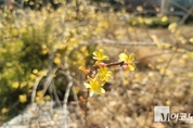 「M포토」 봄을 알리는 노란 '개나리꽃'