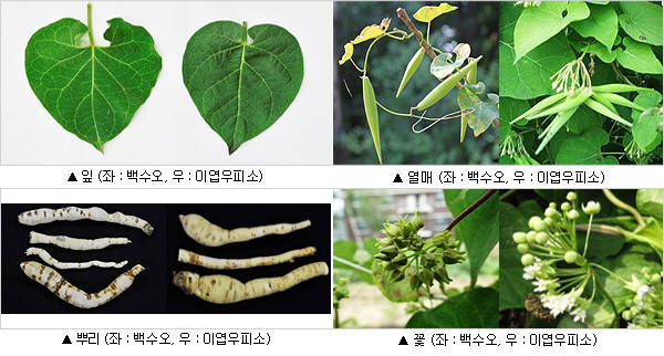 사진=농촌진흥청