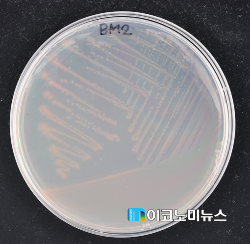 배양온도 30℃에서 3일간 자란 BM2 균주의 배양체 사진으로 콜로니는 동그랗고 연분홍색이다. ※ 콜로니(colony) : 세균 등이 배지에서 증식하여 육안으로 볼 수 있는 집합체