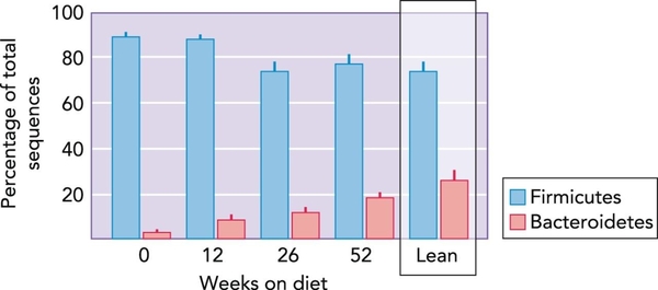 고도 비만 환자의 체중 감량 기간 내 장내 미생물 변화 / 자료 : Ruth Ley et al., Microbial Ecology: Human gut microbes associated with obesity, Nature, 2007 , Youngji Cho and Stephanie A. Shore