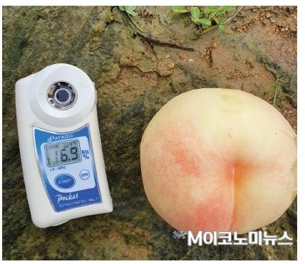 사진/ 최승진 씨가 재배한 복숭아. 당도계는 16.9브릭스를 보여줬다. 