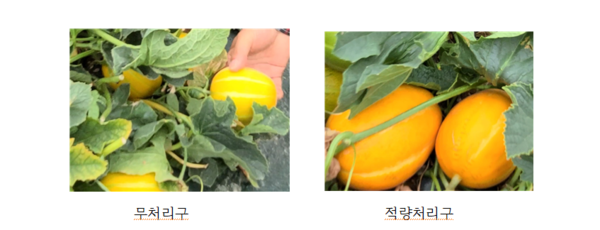 사진/ 보고서 내용 중 3-2. 공시비료 처리에 따른 참외 색상 비교