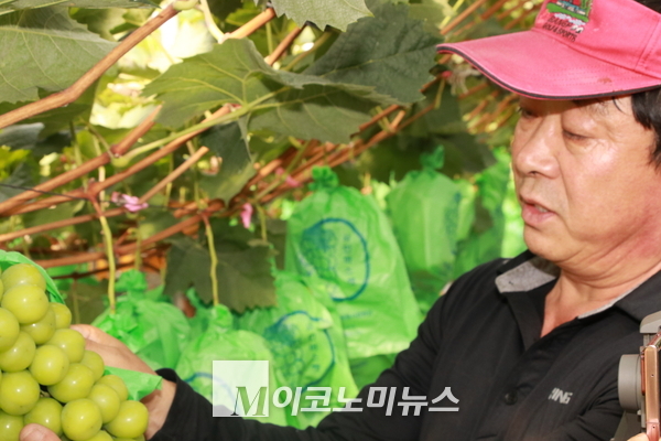 사진/ 이창호 탑영농조합법인 대표가 자신이 재배한 샤이머스켓을 보면서 맛이 좋고 탱글탱글하다는 설명을 하고 있다. 
