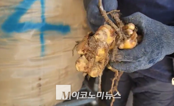 사진/ 권태섭 대표가 올해 재배한 금손다시마 생강. 우량품질로 재배되어 내년에 전국에 생강종자로 출하될 예정이다.