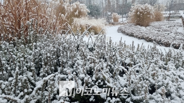 첫 대설주의보가 내려진 18일(토) 경기도 김포시 한 공원의 화단에 하얀 눈꽃이 피어 있다.