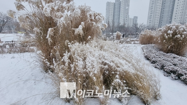하얀 눈을 듬뿍 쓴 갈대