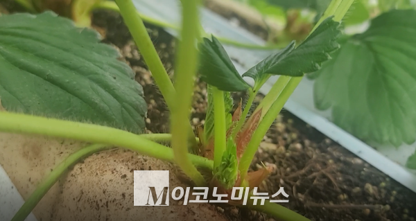 사진/ 박진희 씨는 올해 확실히 딸기의 줄기와 잎이 커지고 화방자체도 커진 거 같다고 말했다. 