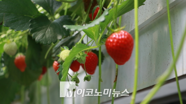 겨울인데도 하우스 안에는 딸기가 주렁 주렁 열려 있었다. 