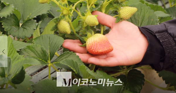 사진/ 김진희 씨는 관부의 크기가 커지고 화방도 순차적으로 잘 나온다며 딸기를 들어 보였다.