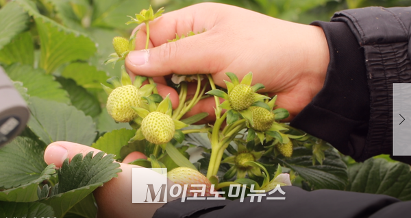 사진/ 박진희 씨는 딸기는 특,상,중으로 나눠지는데 올해는 특상품이 많이 나오고 있다고 설명했다. 