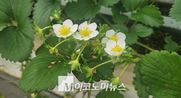 사진/ 하우스 안에는 빨간 딸기와 하얀 꽃이 어우러져 참 예뻤다.