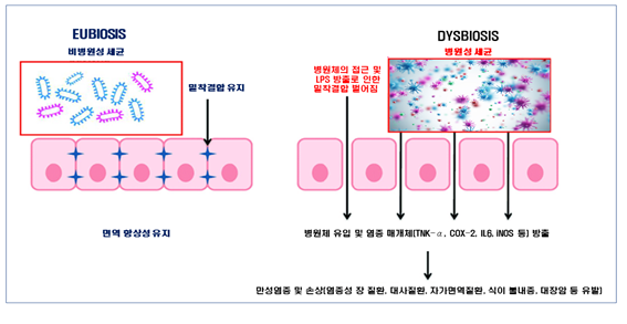 장내미생물의 미묘한 균형, 출처: Int. J. Mol. Sci, 2019, 재가공