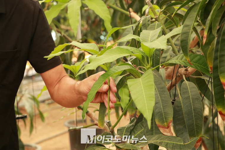 애플망고는 묘목에서 성목(成木)이 되려면 3~4년을 기다려야 하고, 그 기간 온도를 맞추기 위해 때야하는 연료비, 그리고 3번의 접목(接木) 등 각종 비용이 만만치 않다. 