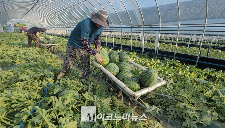 수박수확은 외국인들이 하고 있었다. 