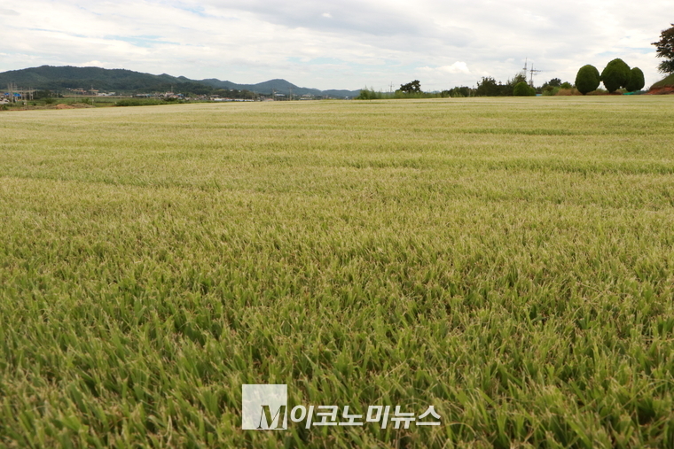 전남 함평군 월야면에 있는 약 1만여 평의 잔디밭. 농장주는 2년 정도 자라면 판매하는데 납품처가 다양하다고 했다. 