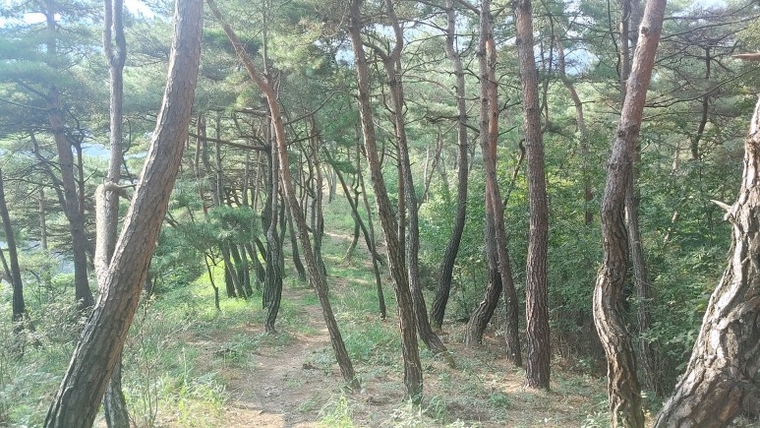 김현주 교수 제공 