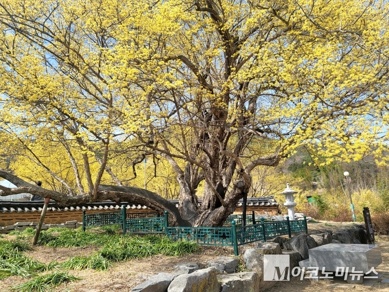 구례 지역민들이 할머니 나무라고 부르는 1,000년 된 산수유 시목. 