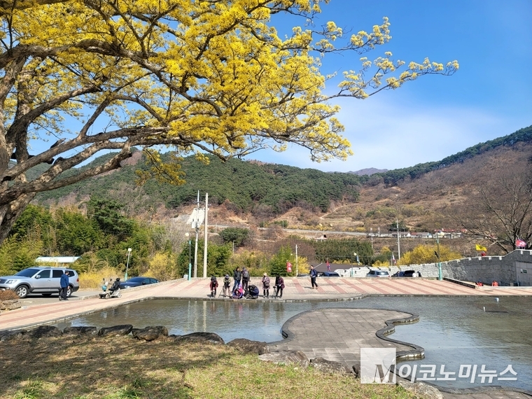 파란 하늘과 노란 산수유 꽃이 어우러진 구례군 산동면. 