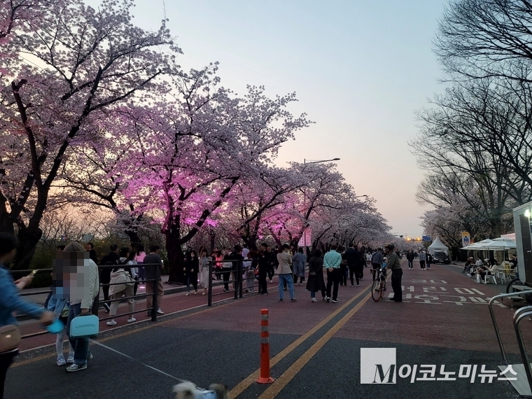 어둠이 내리기 시작하면서 나무 아래 불이 화사하게 켜지자 나들이객들은 불빛을 배경으로 사진촬영을 했다. 
