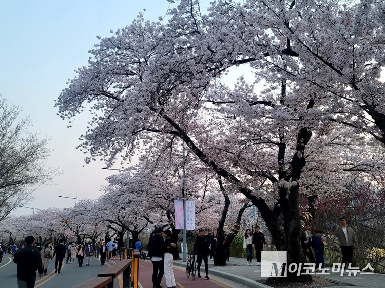  2일 서울 여의도 윤중로 벚꽃길은 많은 인파로 북적였다.