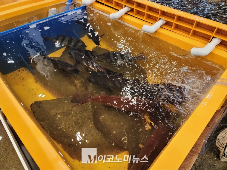 도매시장에서 판매되고 있는 활어들. 광어, 참돔 등 국내 소비자가 선호하는 어종들이 눈에 보인다. <사진: 김종현 기자> 