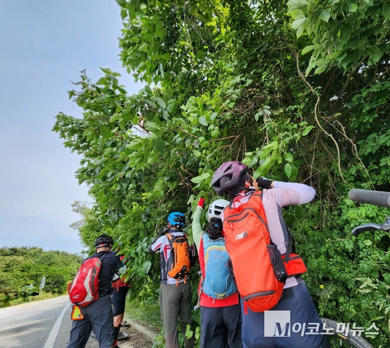 안면도 천수만 가는 길 옆의 뽕나무 군락지. 잘 익은 오디를 보고 그냥 지나칠 수 없어 일행에서 떨어진 일행.들. 무리에서 떨어지면 길을 잃을 수 있고, 위험을 느낄 수도 있는데 이들은 6월 라이딩이 아니면 맛볼 수 없는 행복한 시간을 가졌다. (사진 촬영 : 지니) 