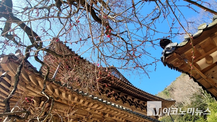 9일 전남 구례 화엄사에 핀 홍매화 
