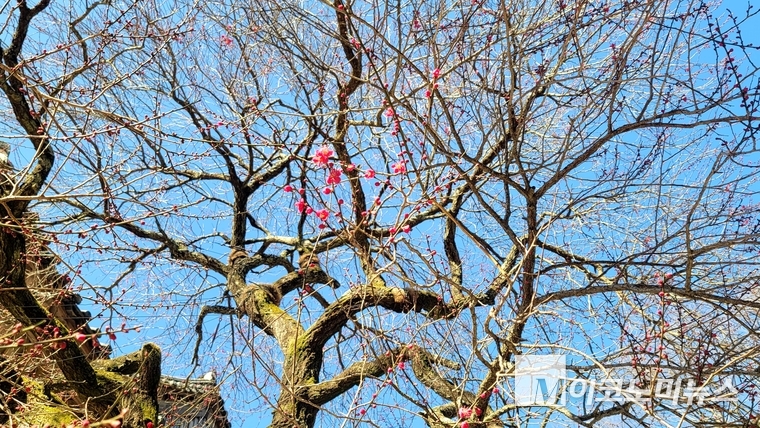 9일 전남 구례 화엄사에 핀 홍매화 