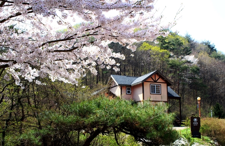 용화산 자연휴양림 벚꽃 (사진_산립청) 