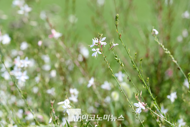 이름 모를 야생화들이 10일 폭우가 언제 내렸는지 알 수 없듯 자태를 뽐내고 있다. (사진=최동환 기자)