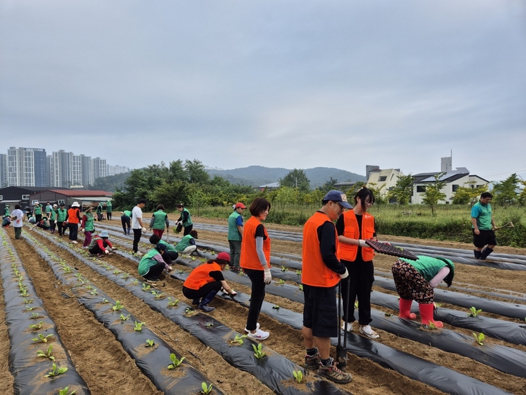 광주시 오포권역 4개동 새마을지도자협의회와 새마을부녀회가 새마을농장에서 ‘사랑의 김장배추 심기’를 진행하고 있다 <광주시 제공>
