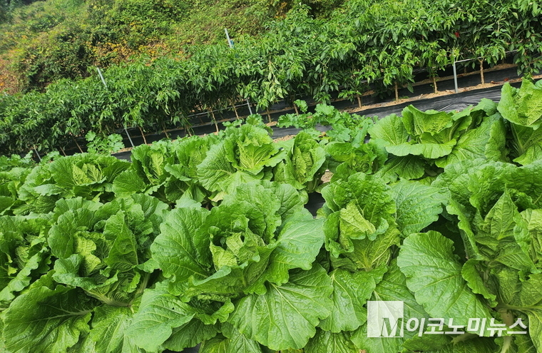 김장 배추. M이코노미 자료 사진.