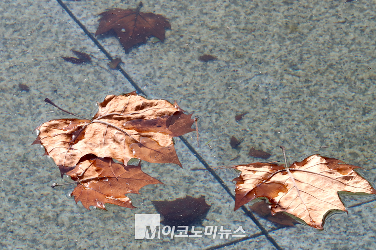 국회 연못에 낙엽이 떨어져 있다. (사진=최동환 기자)