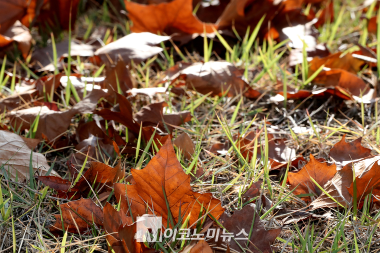 국회 잔디밭에 낙엽이 떨어져 있다. (사진=최동환 기자)