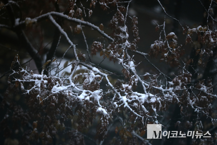 눈이 나무가지 위에 쌓여있다. (사진=최동환 기자)