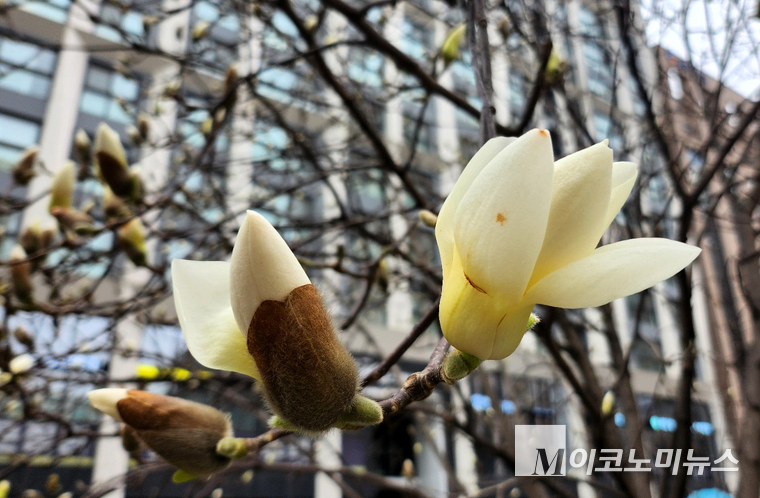 여의동 빌딩 숲 사이에서 꽃망울을 피우기 시작한 목련. 사진=최동환 기자