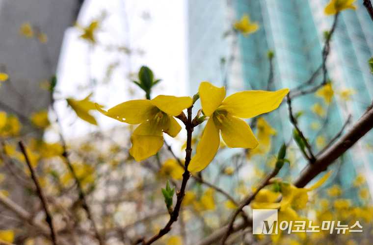 25일 오후 여의도 빌딩 숲 사이에 노란 개나리가 자태를 뽐내고 있다. 사진=최동환 기자