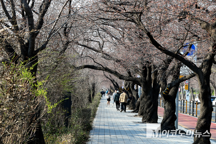 1일 여의 윤중로는 벚꽃이 피진 않았지만, 산책하는 시민들의 모습에는 활기가 가득하다. 사진=최동환 기자