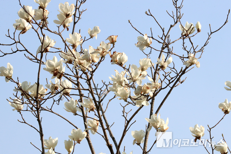 국회의원회관 뒷마당에 목련이 만개했다. 사진=최동환 기자
