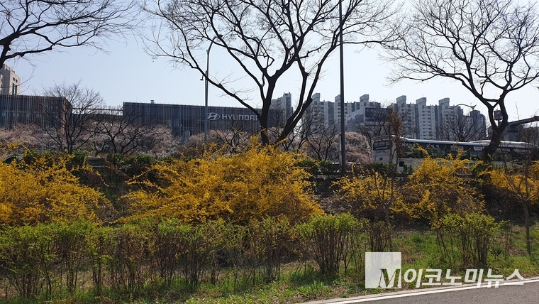 영등포구 샛강옆 자전거길에 개나리가 만개했다. 사진=권은주 기자 