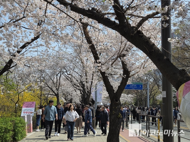 10일 벚꽃이 만개한 여의도 윤중로. 사진=김다훈 기자